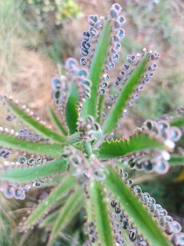 Kalanchoe Daigremontiana succulent plant, Mother of Thousands leaf detail with plantlets