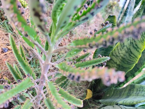 Kalanchoe Daigremontiana succulent plant, Mother of Thousands leaf detail with plantlets