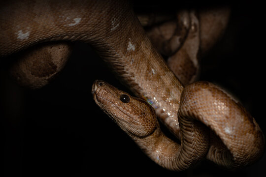 Ringed tree boa coiled on branch macro close up