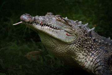 Fototapeta premium Crocodile eating prey with open jaws close up wildlife