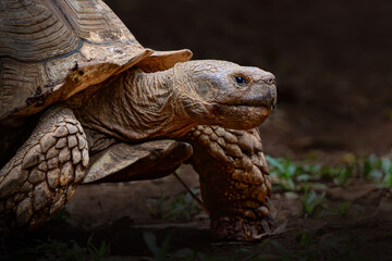 Obraz premium African spurred tortoise eating grass close up wildlife