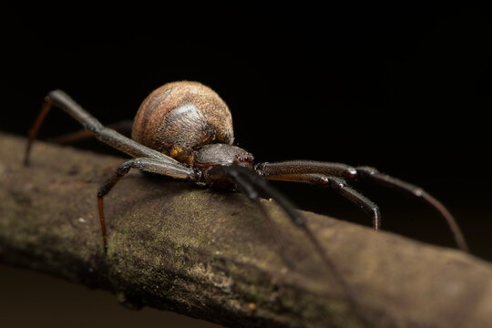 Brown widow spider on branch macro close up
