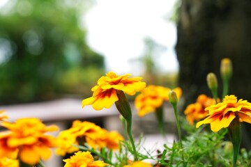 Obraz premium blurry photo of marrygold flowers for background or backdrop