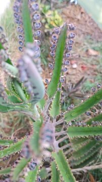 Kalanchoe Daigremontiana succulent plant, Mother of Thousands leaf detail with plantlets