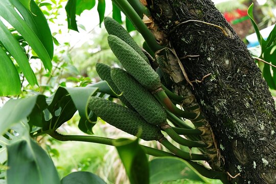 birdsnest snake plant vase life Bird Nest Snake Plant main image 1
