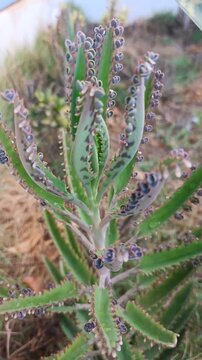 Kalanchoe Daigremontiana succulent plant, Mother of Thousands leaf detail with plantlets