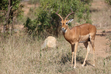 Fototapeta premium Schwarzfersenantilope / Impala / Aepyceros melampus