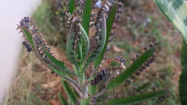 Kalanchoe Daigremontiana succulent plant, Mother of Thousands leaf detail with plantlets