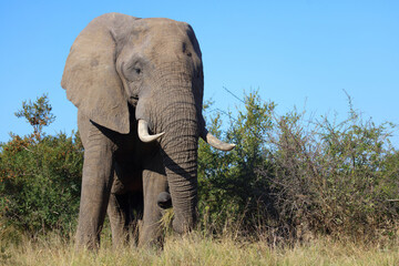 Fototapeta premium Afrikanischer Elefant / African elephant / Loxodonta africana