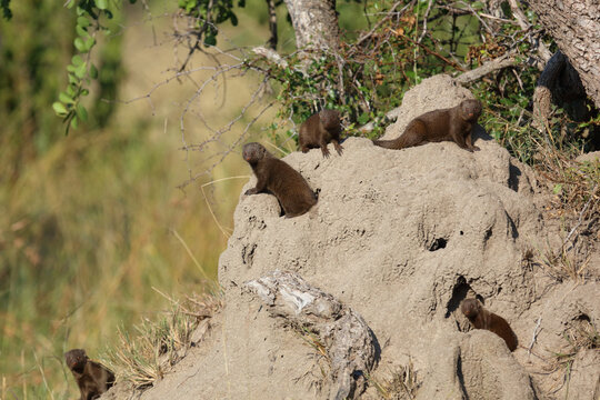 S&uuml;dliche Zwergmanguste auf Termitenh&uuml;gel / Dwarf mongoose at Termit's nest / Helogale parvula