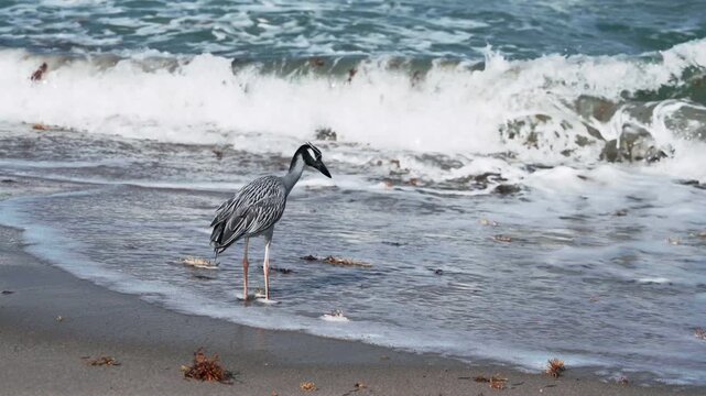 night heron hunting on beach