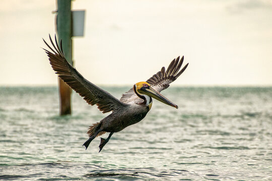 Pelican In Action