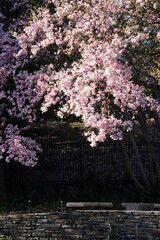 Obraz premium Delicate cherry blossom branches in full bloom, featuring soft pink and white flowers against a dreamy bokeh background, capturing the fleeting beauty of spring. stunning close-up full bloom