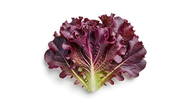 Fresh red mustard leaf with delicate white speckles, isolated on a plain white background, vibrant healthy greens