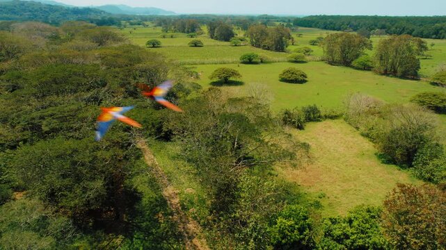Scarlet macaws colorful birds flying over lush green tropical forest landscape