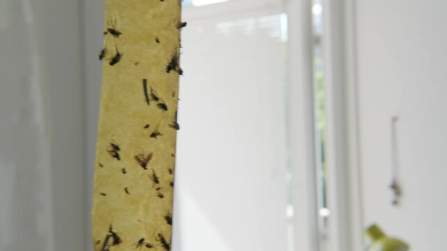 Close up flies trapped on sticky paper ribbon inside home, insects at home control method, pest infestation, glue trap with dead flies, hygiene and sanitation, summer nuisance and domestic environment
