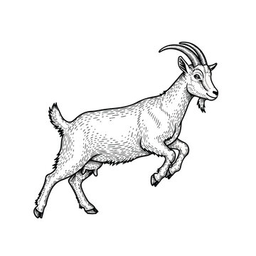 Detailed illustration of a goat in midleap.