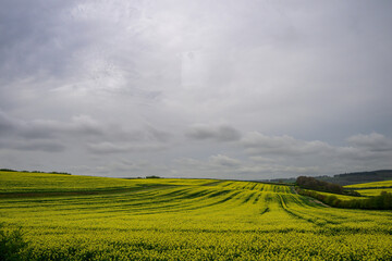 Naklejka premium Golden Fields Beneath a Brooding English Sky 