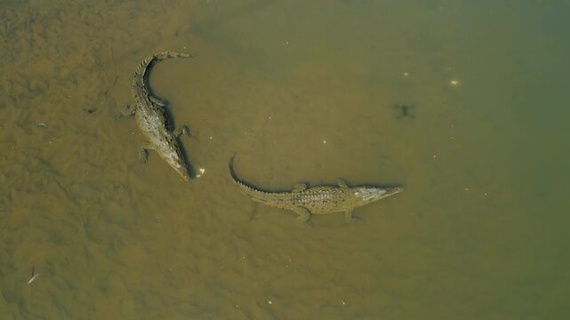 Two American crocodiles swimming together in Tarcoles River of Costa Rica