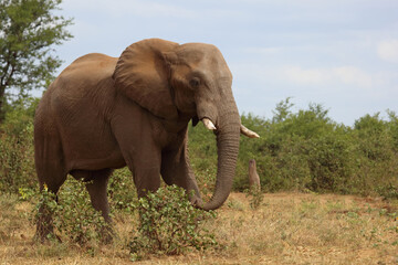 Fototapeta premium Afrikanischer Elefant / African elephant / Loxodonta africana