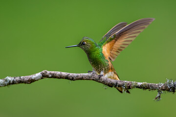 Fototapeta premium Buff-tailed Coronet Hummingbird Perched on Mossy Branch in Colombia