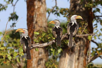Rotringtoko oder Südlicher Gelbschnabeltoko / Southern yellow-billed hornbill / Tockus leucomelas © Ludwig