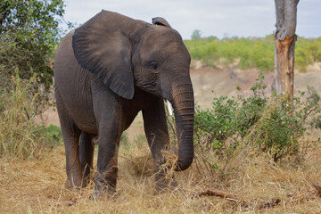 Fototapeta premium Afrikanischer Elefant / African elephant / Loxodonta africana