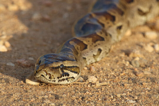 S&uuml;dlicher Felsenpython / Southern African rock python / Python natalensis