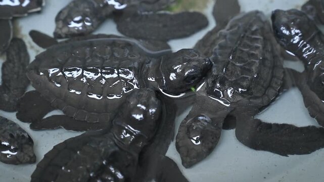 A group of hawksbill turtle hatchlings in a basin, ready to be released on Alue Naga Beach in Banda Aceh, Indonesia