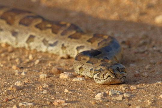 S&uuml;dlicher Felsenpython / Southern African rock python / Python natalensis