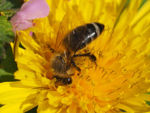 Isolated macro of a western honey bee (apis mellifera) collecting pollen of a ruddy dandelion (taraxacum rubicundum (dahlst.) Dahlst). Bonn, Germany