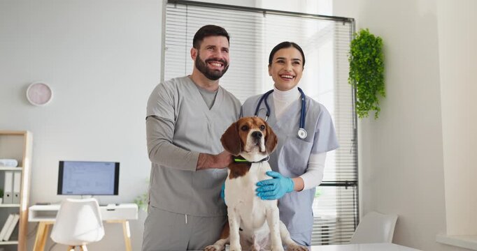 Veterinarian and assistant examine beagle dog during checkup. Smiling nurse with stethoscope supports calm pet in clinic, conveying trust and care. Clear veterinary concept for marketing use.
