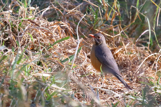 Rotschnabeldrossel / Kurrichane thrush / Turdus libonyana