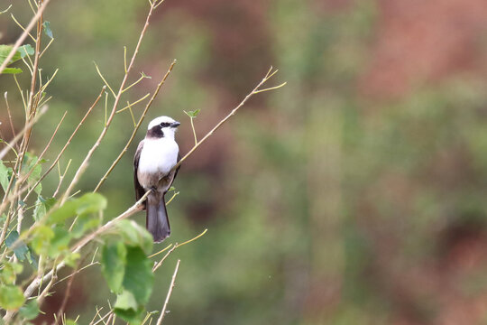 Wei&szlig;scheitelw&uuml;rger / Southern white-crowned shrike / Eurocephalus anguitimens