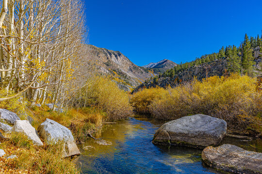 A serene, clear mountain stream flowing through an aspen forest with vibrant yellow and orange fall foliage in the Eastern Sierra, California.