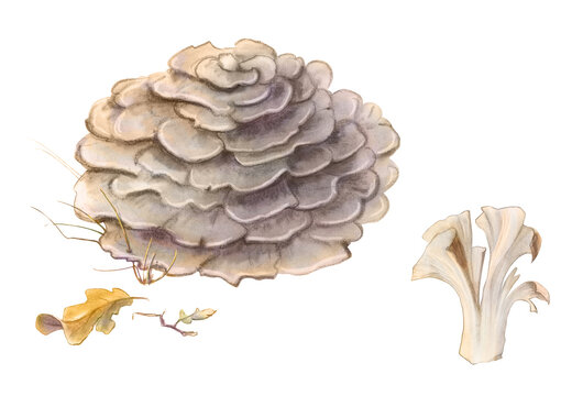 Hen of the Woods Mushroom Pencil Hand Drawn Illustration Isolated on White with Clipping Path
