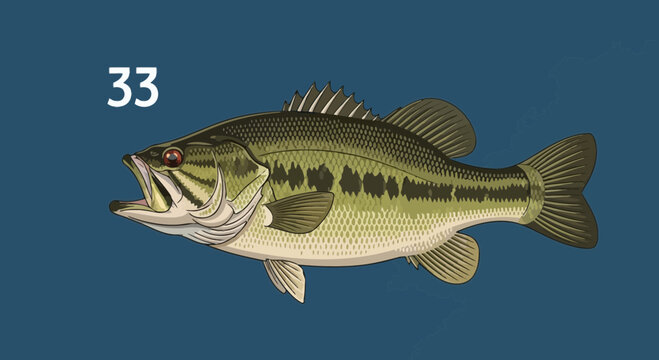 Largemouth Bass Fish Illustration Isolated on Blue Background with Map Outline