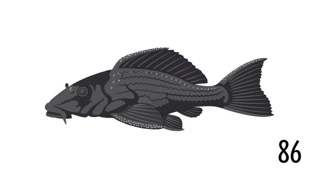 Ornamental Pleco Fish Illustration - Aquatic Life