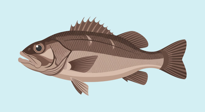 Striped Bass Fish Illustration - Aquatic Wildlife