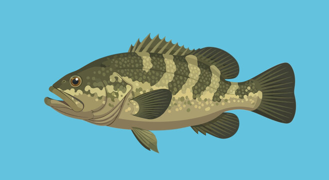 Striped Bass Fish Illustration - Marine Life, Aquatic Animal