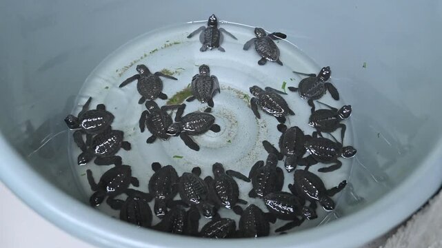 A group of hawksbill turtle hatchlings in a basin, ready to be released on Alue Naga Beach in Banda Aceh, Indonesia