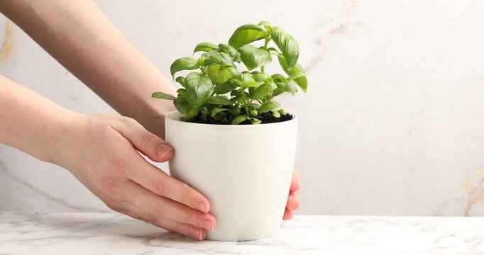 Woman putting potted basil onto white marble table, closeup