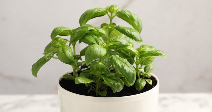 Spraying potted basil with water against blurred background, closeup
