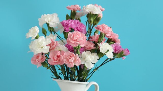 Woman putting carnation flowers into vase on light blue background, closeup