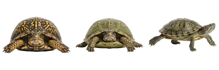 Obraz premium Detailed PNG Cutout of a Turtle on its Back with a Transparent Background – Isolated for Design Elements and Creative Projects