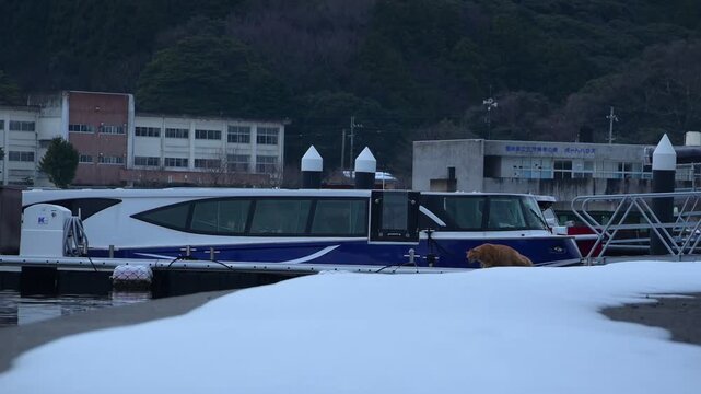 雪の残る久々子湖岸を散歩する茶トラ猫 （福井県三方郡美浜町, 2026年2月）