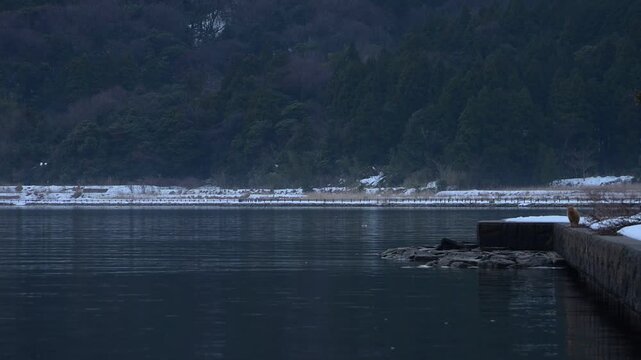 雪の残る久々子湖岸を散歩する茶トラ猫 （福井県三方郡美浜町, 2026年2月）