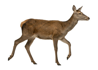 Obraz premium Majestic Red Deer Stag PNG Cutout: A Detailed Portrait on a Transparent Background, Ideal for Graphic Design and Creative Projects - Isolate and Enhance Your Visuals