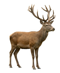 Fototapeta premium Majestic male red deer stag, PNG cutout, isolate on transparent background. A stunning wildlife portrait showcasing the elegance and power of a deer in a natural setting.