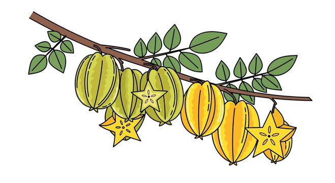 Carambola Fruits on Branch, Star Fruit, Exotic Tropical Food Illustration
